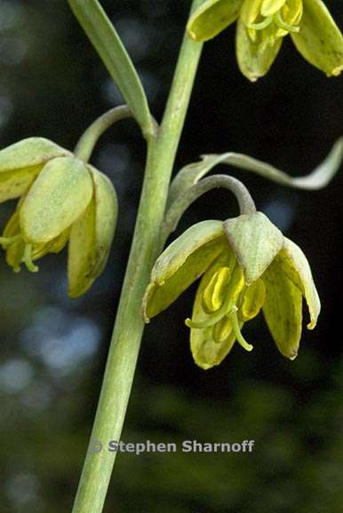 fritillaria micrantha 2 graphic